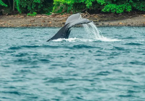Whale Watching Tour