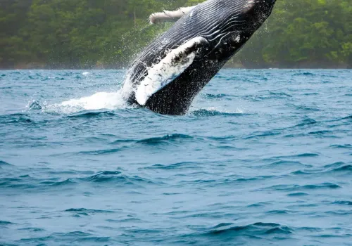 Whale Watching Tour