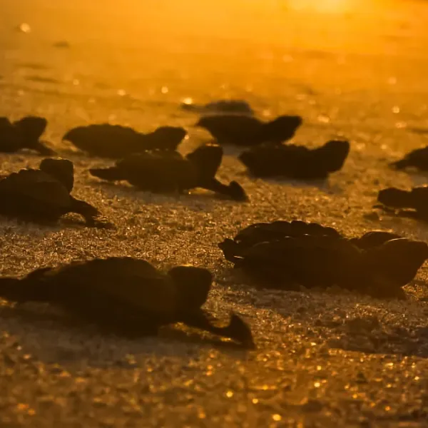 ESTIMATED DATES FOR SEA TURTLE HATCHING & RELEASE