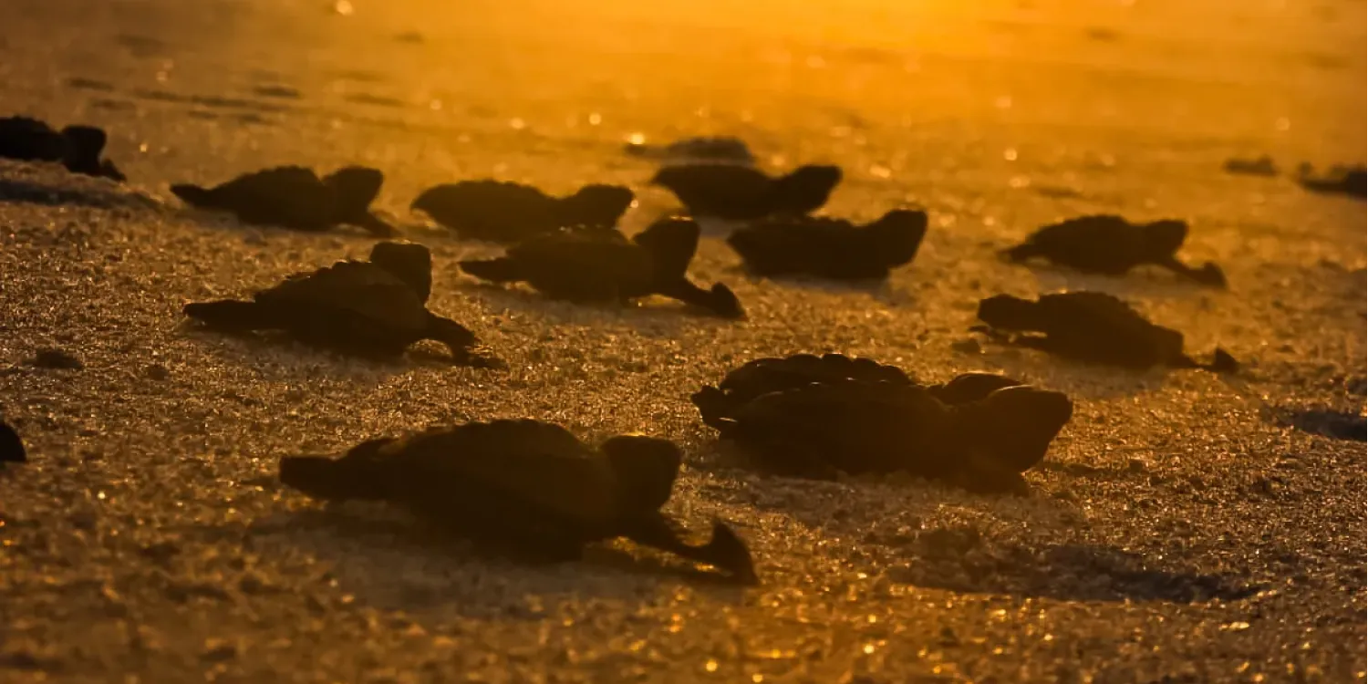 FECHAS ESTIMADAS DE ECLOSIÓN Y LIBERACIÓN DE TORTUGAS MARINAS