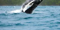 Whale Watching Tour