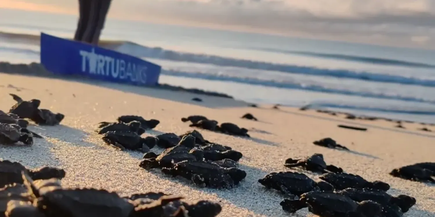 🐢🌊 Acompáñenos a vivir un momento inolvidable con la liberación de tortugas marinas en Playa Caracol.