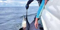 Pro Fishing