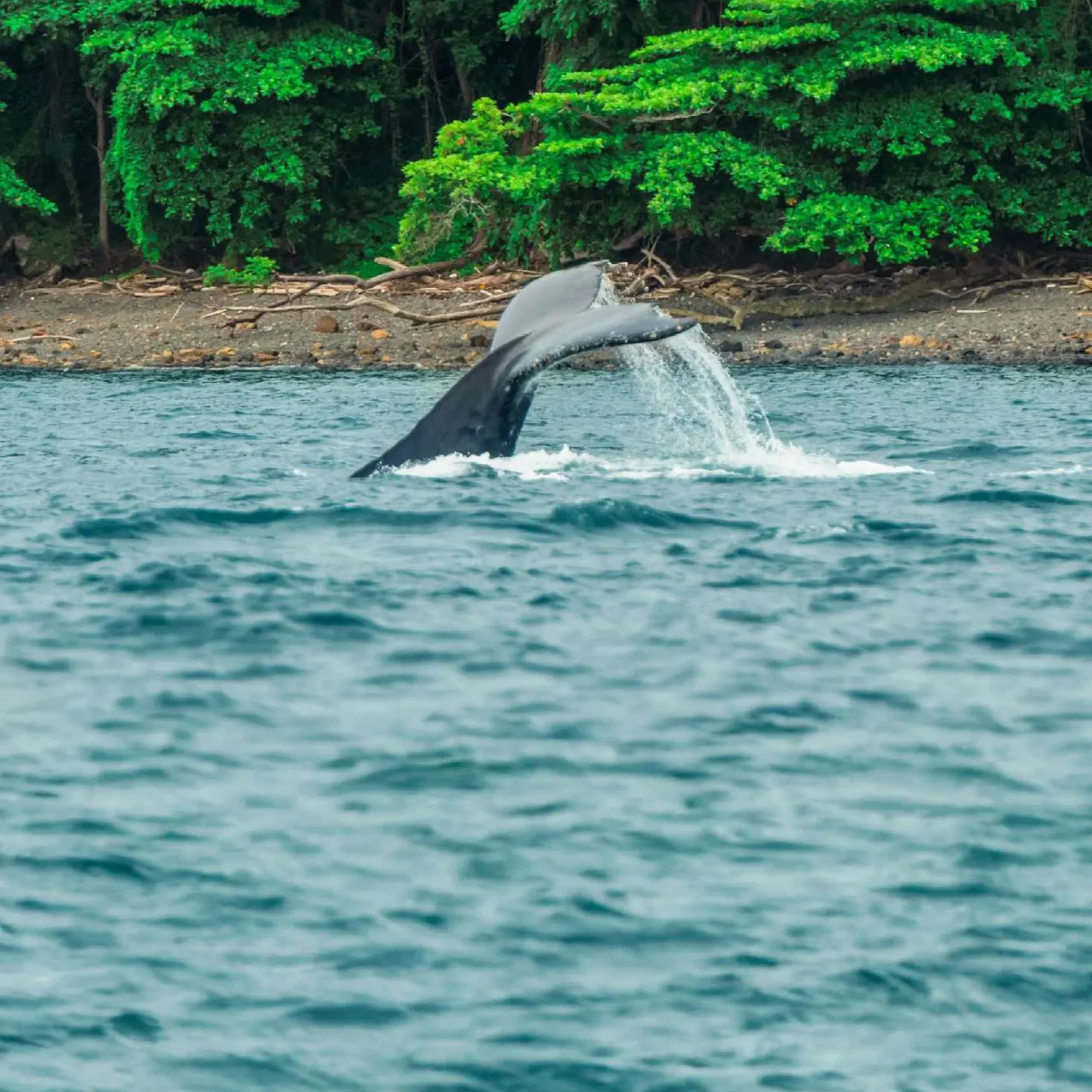 Tour de avistamiento de ballenas
