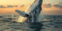 Whales