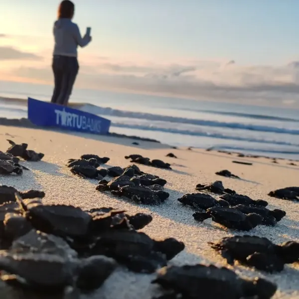 🐢🌊 Acompáñenos a vivir un momento inolvidable con la liberación de tortugas marinas en Playa Caracol.
