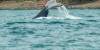 Whale Watching Tour