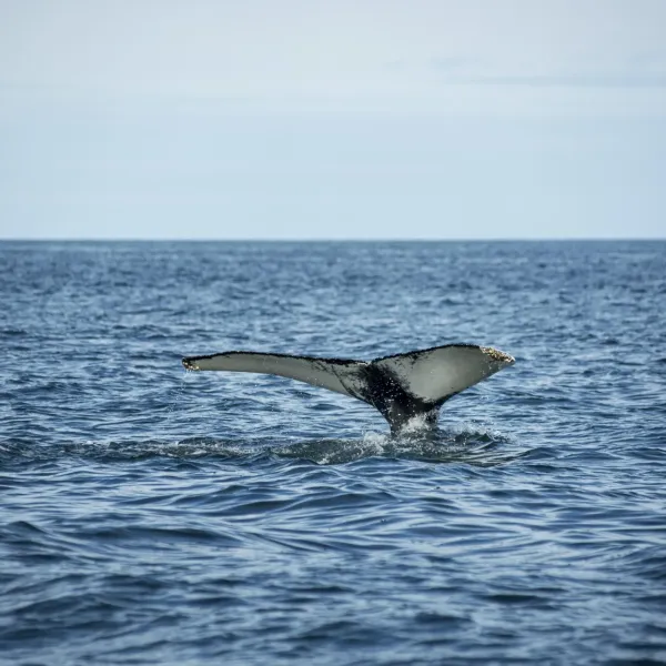 🐋 WHALE WATCHING SEASON